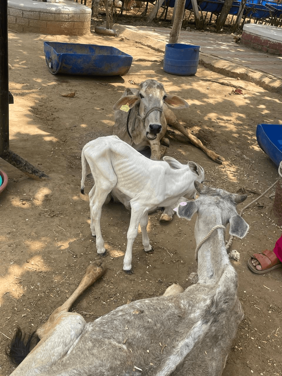 गैलरी चित्र 18