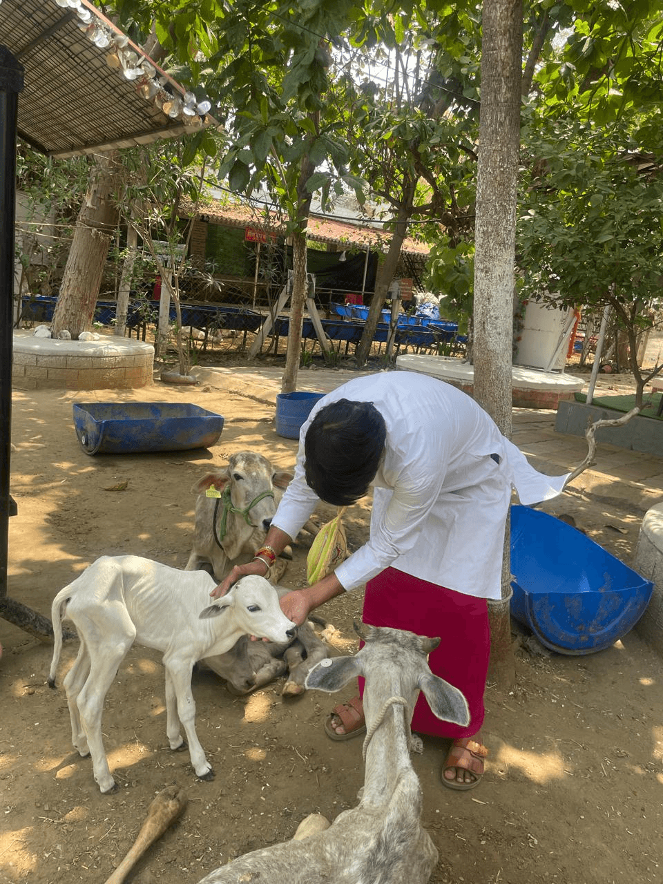 गैलरी चित्र 19