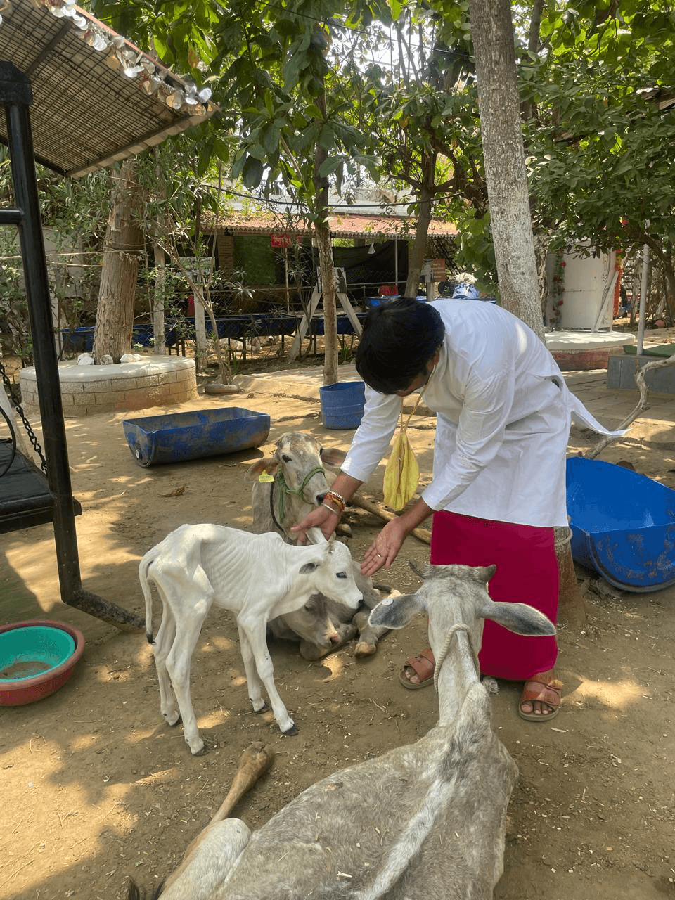 गैलरी चित्र 20